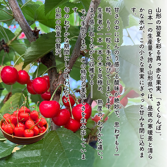 【定期便5回】やまがた フルーツ浪漫A [佐藤錦・デラウエア・白桃・和梨・シャインマスカット] FZ23-631