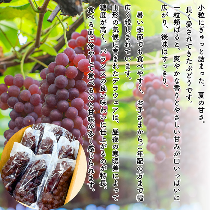 【定期便5回】やまがた フルーツ浪漫A [佐藤錦・デラウエア・白桃・和梨・シャインマスカット] FZ23-631