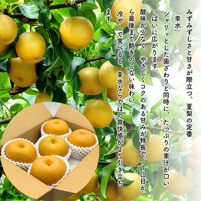 【定期便5回】やまがた フルーツ浪漫A [佐藤錦・デラウエア・白桃・和梨・シャインマスカット] FZ23-631