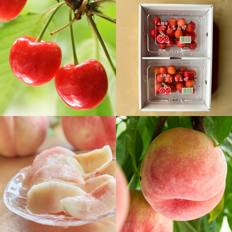 【定期便4回】山形人気フルーツベスト4！ お福分け定期便パート3【令和8年産先行予約】FS25-132