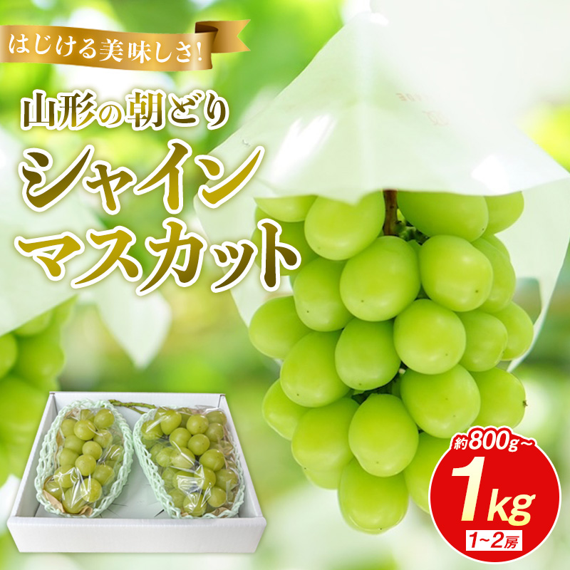はじける美味しさ！山形の朝どりシャインマスカット 800g～1kg 1～2房【令和8年産先行予約】FS25-134