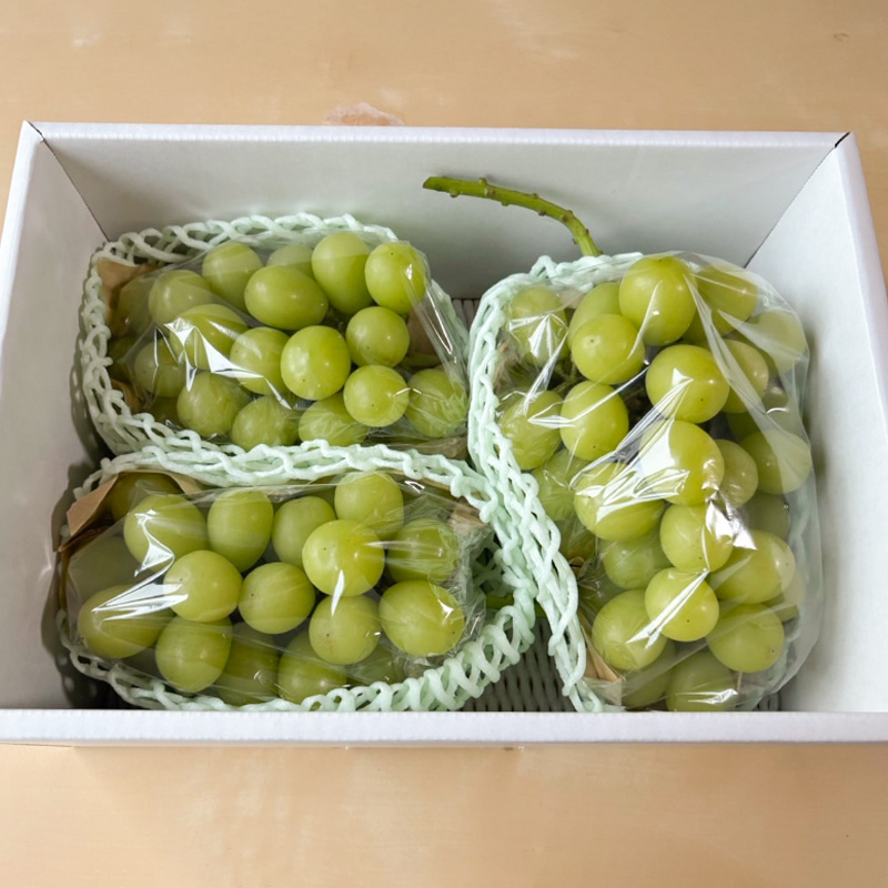 はじける美味しさ！山形の朝どりシャインマスカット 約1.4kg 2～3房【令和8年産先行予約】FS25-135