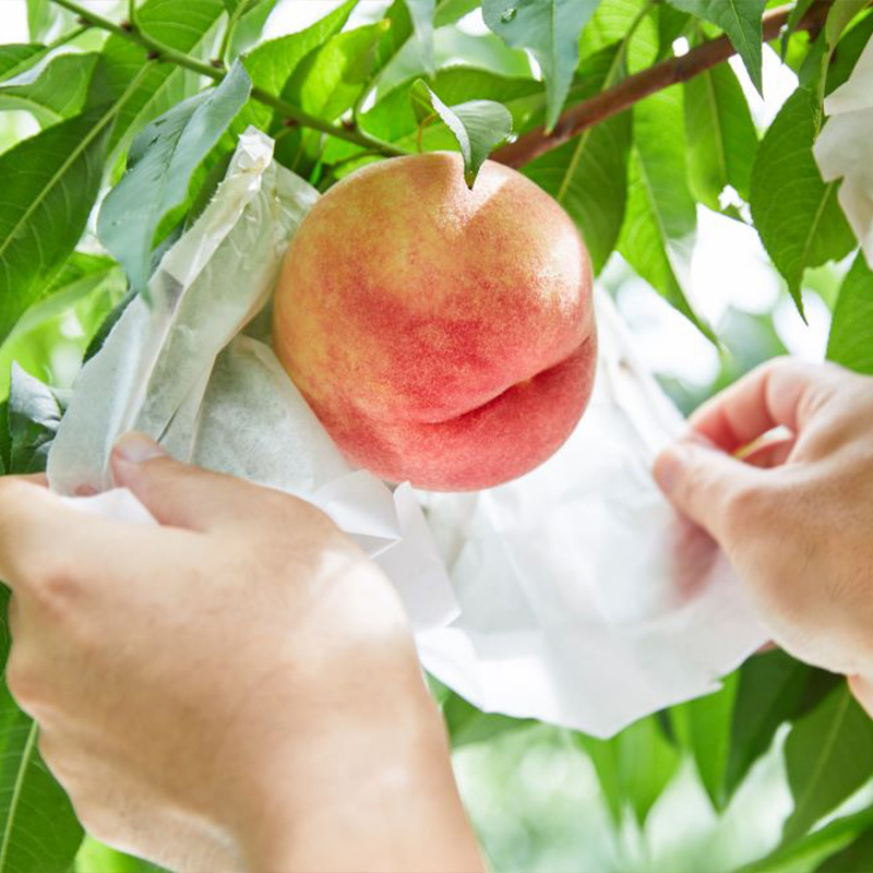 【定期便3回】山形が育んだおいしい果物 豪華２種類の詰め合わせ定期便【令和8年産先行予約】FS25-139