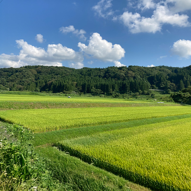 食卓応援企画！★数量限定★特別栽培米 つや姫5kgと雪若丸5kgのセット FY25-438