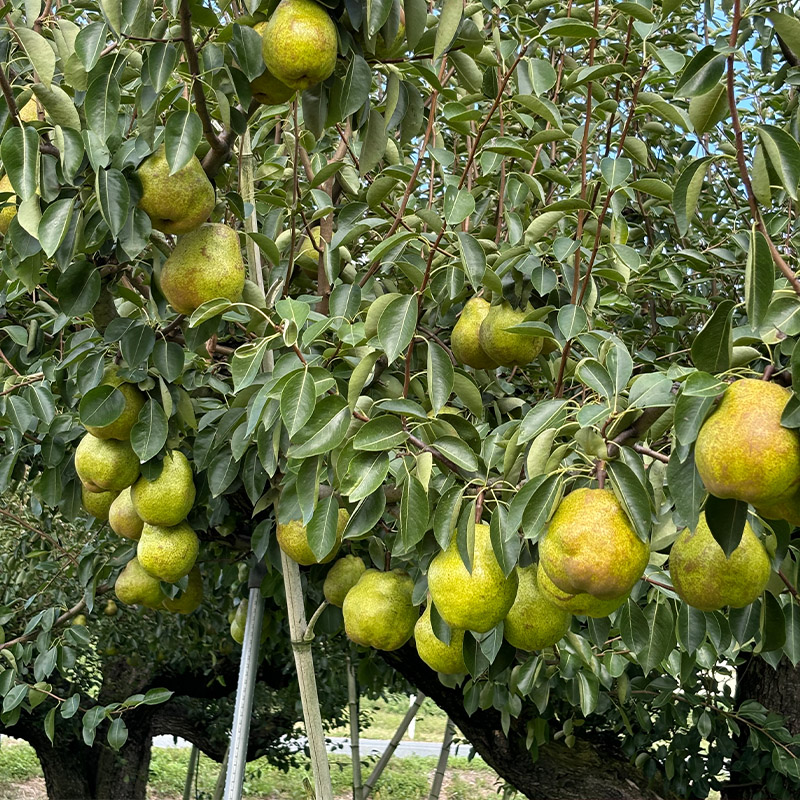 山形のラ・フランス大玉 10kg(20～28玉) 後半【令和8年産先行予約】FS25-748