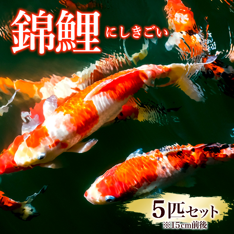 錦鯉 5匹セット (15cm前後) FY25-120
