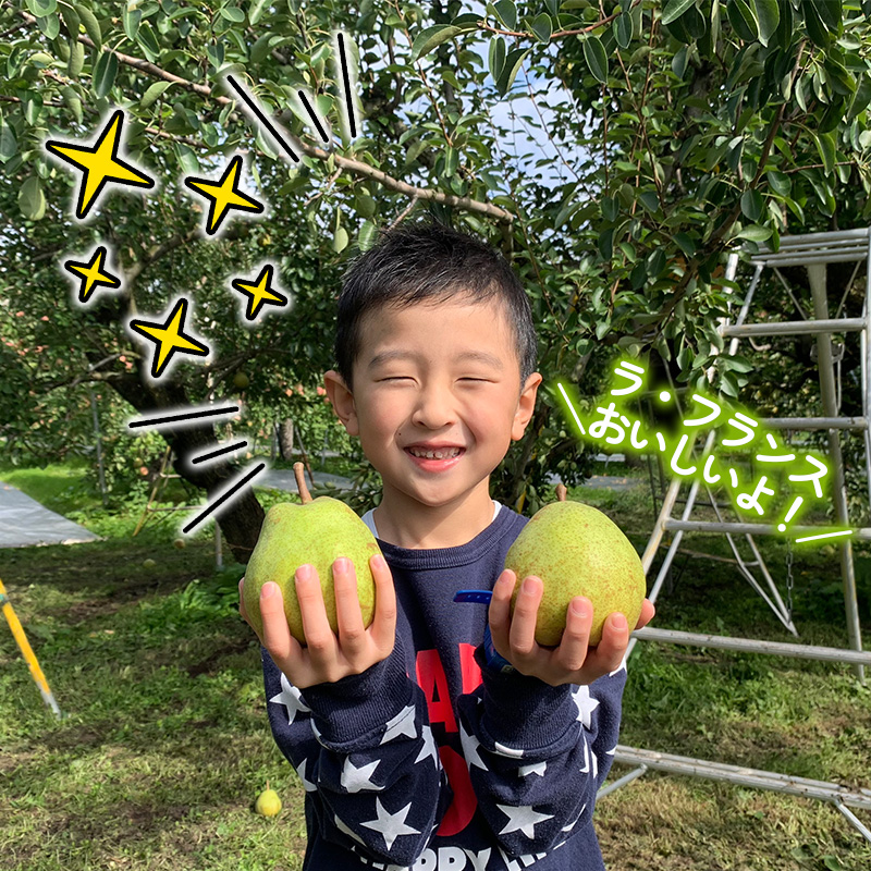 ★食べ頃出荷★山形県産 「ラ・フランス」 特秀品 2kg (5～9玉) 洋梨 ラフランス 山形【令和8年産先行予約】FS24-818