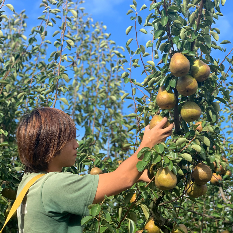 ★食べ頃出荷★山形県産 「ラ・フランス」 特秀品 2kg (5～9玉) 洋梨 ラフランス 山形【令和8年産先行予約】FS24-818