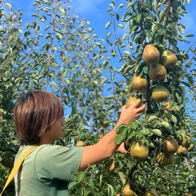 ★食べ頃出荷★山形県産 「ラ・フランス」 特秀品 5kg (12～20玉) 洋梨 ラフランス 山形【令和8年産先行予約】FS24-819