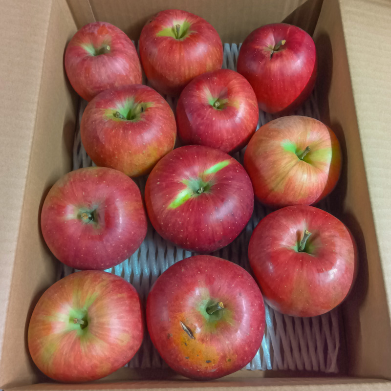 [家庭用]山形産 りんご (早生ふじ) 3kg(9月25日～10月15日頃)【令和8年産先行予約】FS25-768