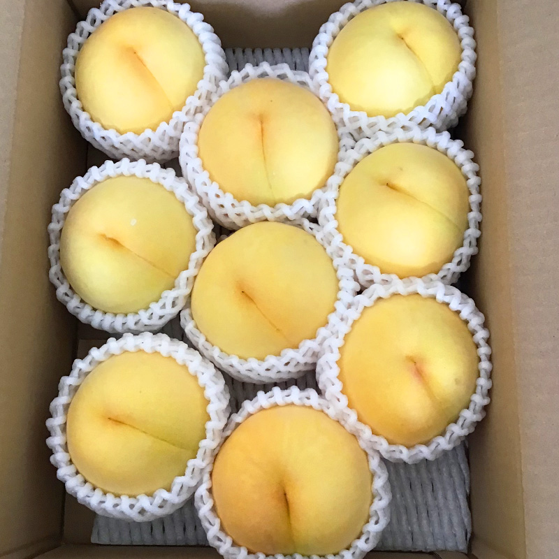山形市産 黄金桃 特秀品 [柔らかくなる桃] 3kg(7～13玉)【令和8年産先行予約】FS25-147
