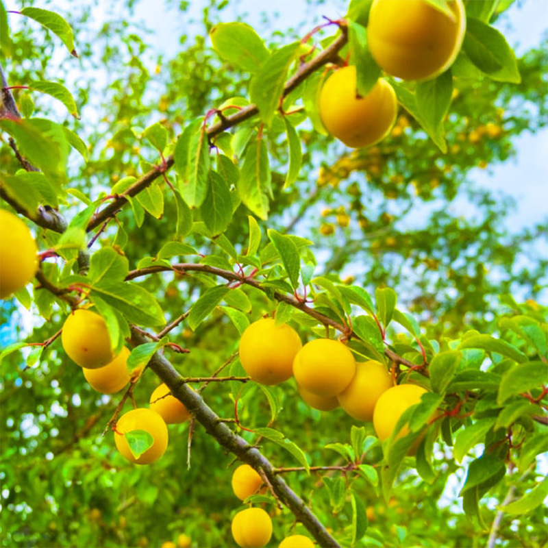 山形市産 黄金桃 特秀品 [柔らかくなる桃] 3kg(7～13玉)【令和8年産先行予約】FS25-147