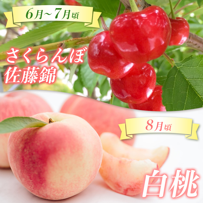 【定期便5回】☆んま～い山形☆ よく選ばれるフルーツ定期便(さくらんぼ佐藤錦／白桃／シャインマスカット／ラ・フランス／サンふじりんご) FY25-475