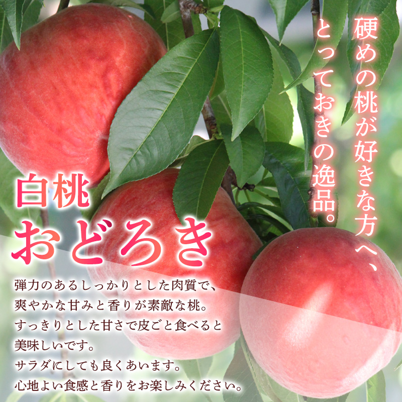 山形県産白桃おどろき 約2kg[硬めの桃]【令和8年産先行予約】FS25-149