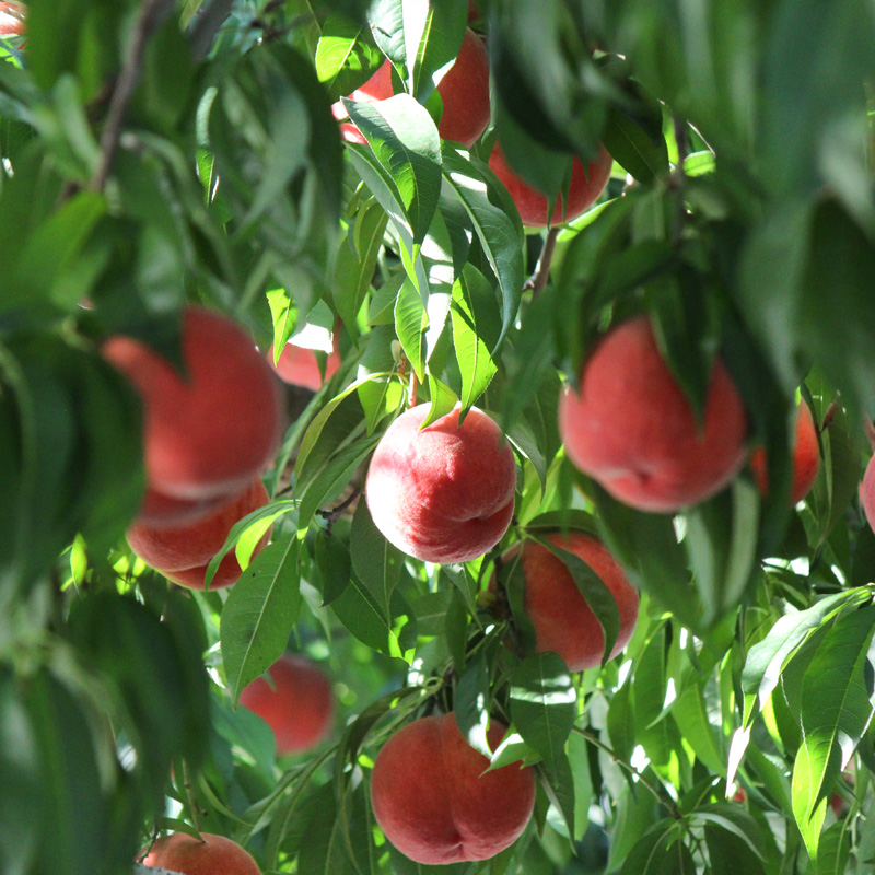 山形県産白桃おどろき 約2kg[硬めの桃]【令和8年産先行予約】FS25-149