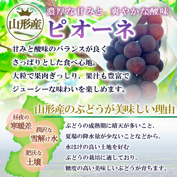 【ご家庭用】山形のピオーネ優品約2kg(2～6房)【8月お届け】【令和8年産先行予約】FS25-152