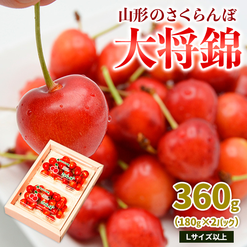 山形のさくらんぼ 大将錦 360gLサイズ以上 (180g×2パック) 【令和8年産先行予約】FS25-015