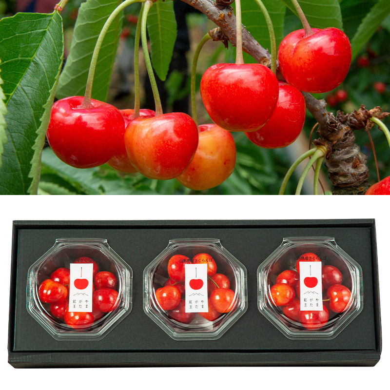 山形市産 さくらんぼ(やまがた紅王)2L 300g(100g×3) 【令和8年産先行予約】FS25-027