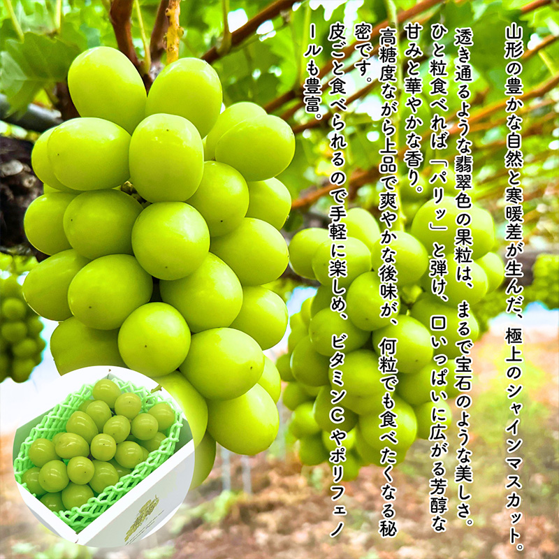 【定期便5回】やまがた果物歳時期 全5回定期便【令和8年産先行予約】FS25-087