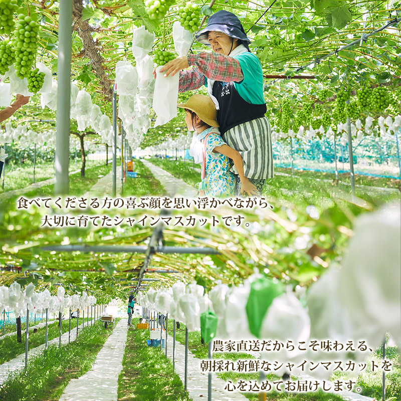 山形市産 シャインマスカット 特秀 1房 800g以上【前半】  FZ21-909