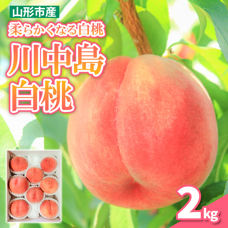 柔らかくなる 川中島 白桃 秀品 2kg (5個～8個)【令和8年産先行予約】FS25-145