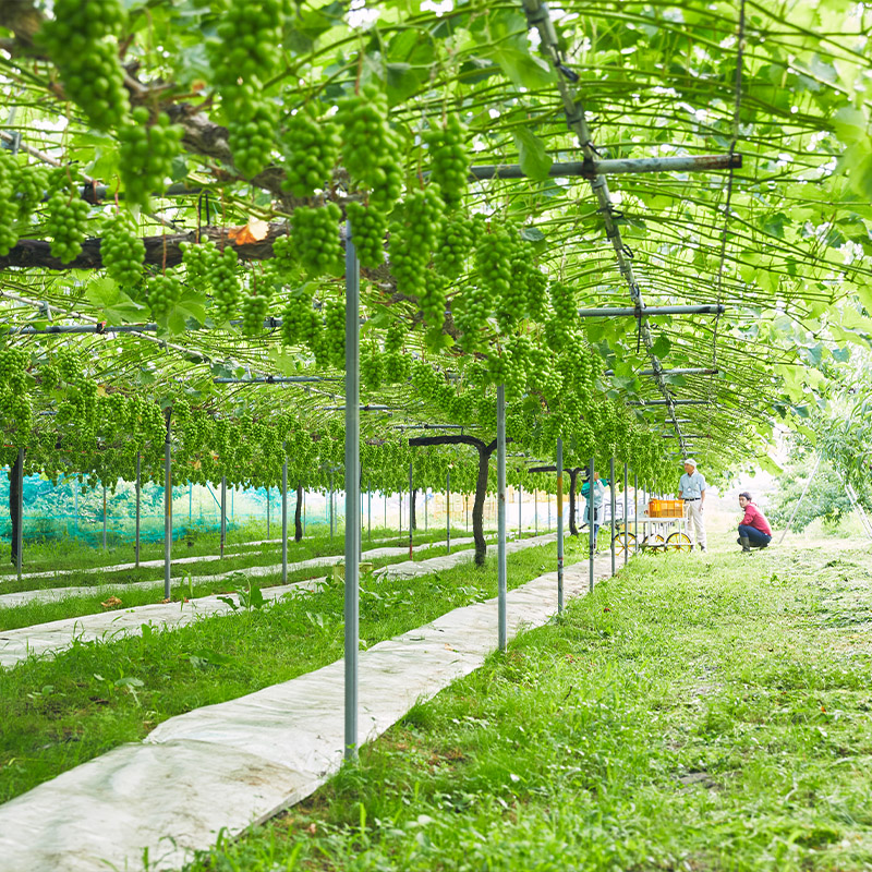 山形市産 シャインマスカット 特秀 1房 800g以上【後半】  FZ22-999
