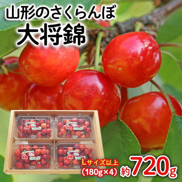 山形のさくらんぼ 大将錦 Lサイズ以上 720g(180g×4) 【令和8年産先行予約】FS25-525
