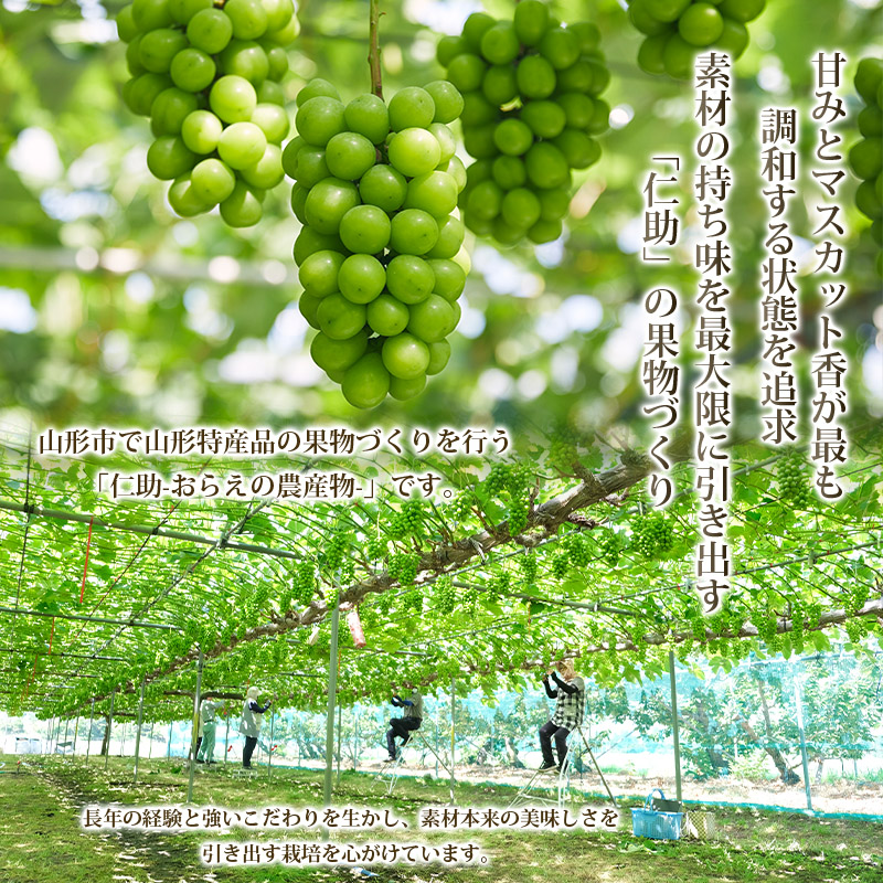 山形市産 シャインマスカット 秀1.5kg以上(2～3房）【前半】 FZ22-331