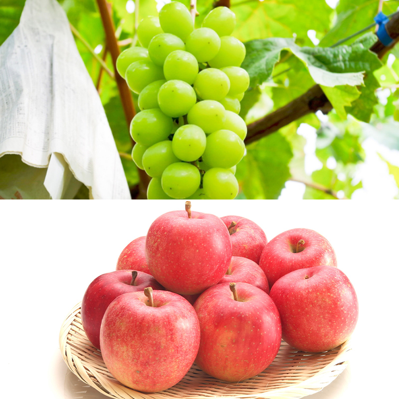 【定期便5回】フルーツ人気ランキング5便 【令和8年産先行予約】FS25-619