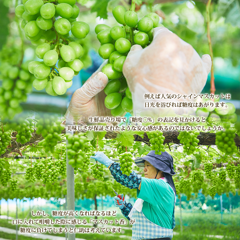 山形市産 シャインマスカット 秀1.5kg以上(2～3房)【後半】 FZ22-398
