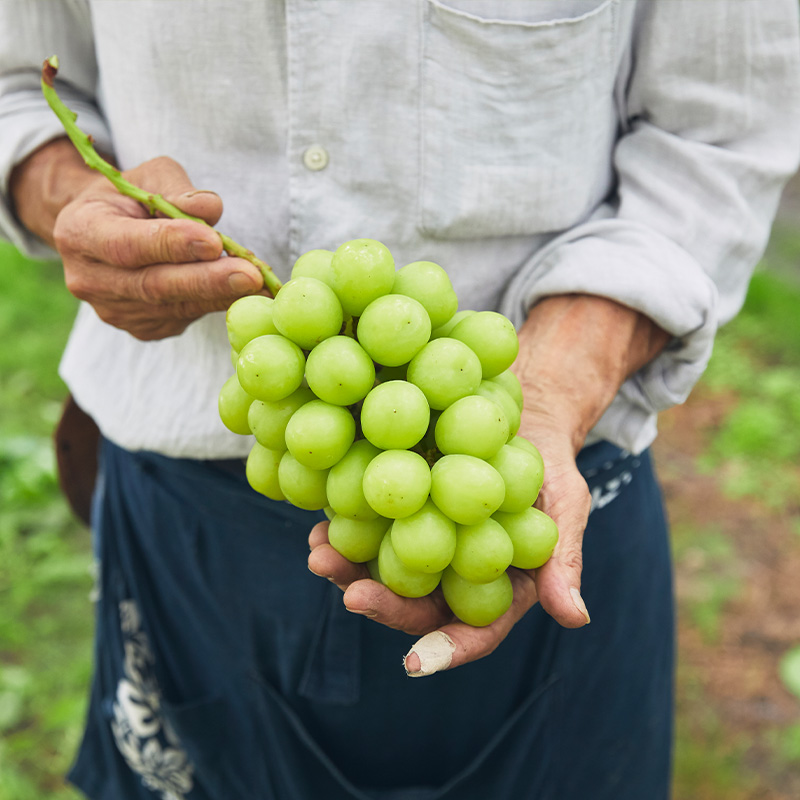 山形市産 シャインマスカット 秀1.5kg以上(2～3房)【後半】 FZ22-398