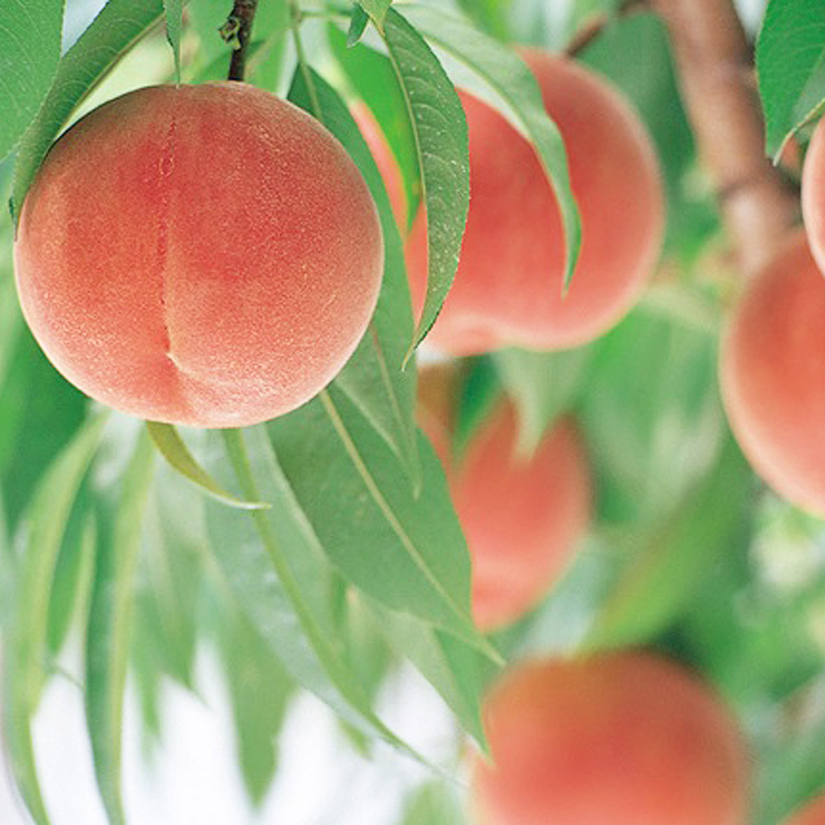 硬い食感が人気！山形産パリパリの硬い桃 約2kg【令和8年産先行予約】FU21-078
