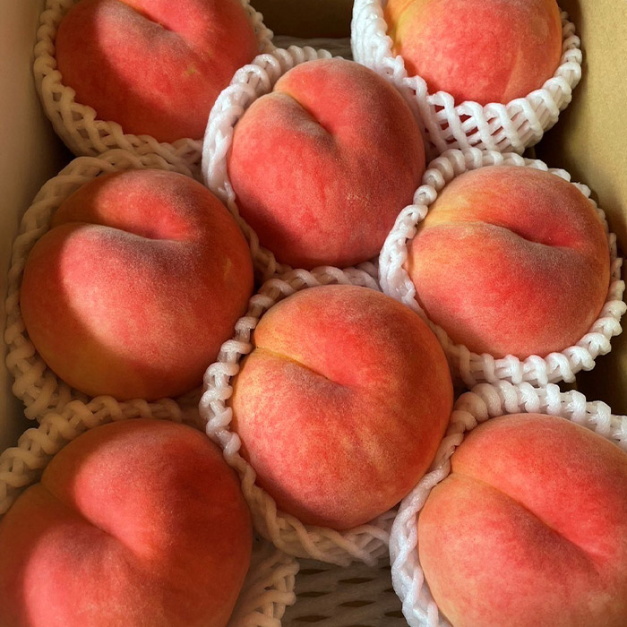 【定期便3回】農家さんおすすめ ～人気くだものトップ３！【令和8年産先行予約】FU23-702