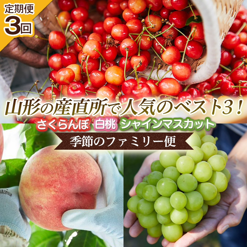 【定期便3回】山形の産直所で人気のベスト3！さくらんぼ・白桃・シャインマスカット【季節のファミリー便】 FY25-223