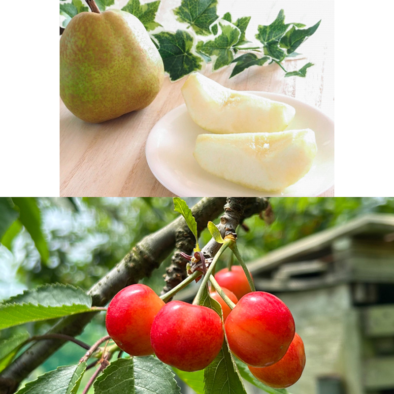 【定期便4回】☆フルーツ王国山形☆『佐藤錦、白桃、すもも、ラ・フランス』 FY25-318