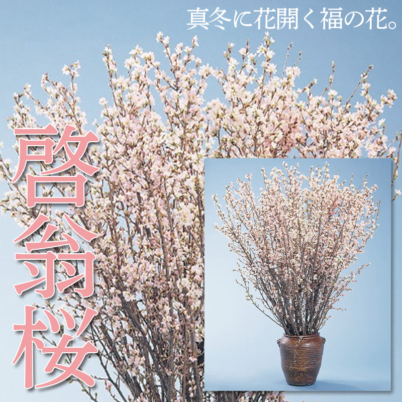 山形市産「啓翁桜」80cm(2～3本入)×7袋 FZ26-829
