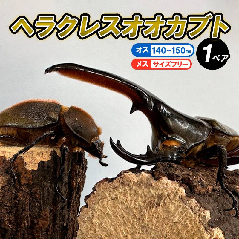 ヘラクレスオオカブト オス(140～150mm)・メス(サイズフリー) 1ペア FZ24-175