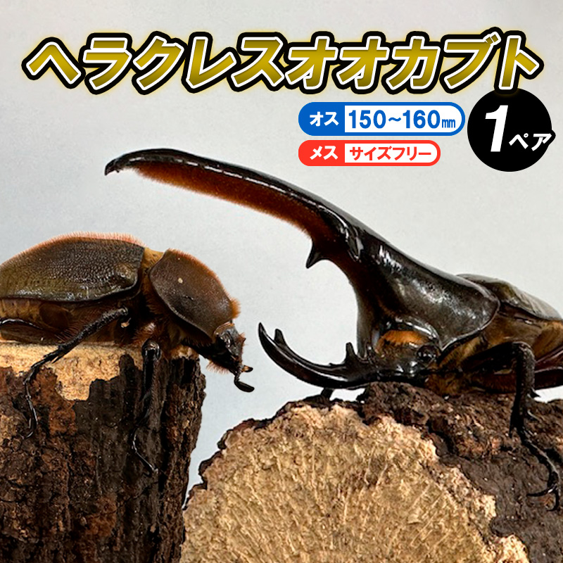 ヘラクレスオオカブト オス(150～160mm)・メス(サイズフリー) 1ペア FZ24-176