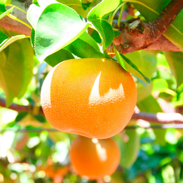 【定期便5回】おいしい！ジューシー！山形フルーツ　バラエティ定期便  FZ25-821