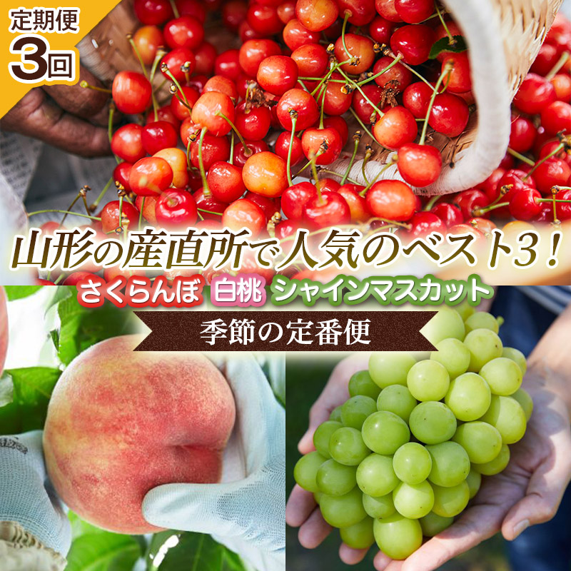 【定期便3回】山形の産直所で人気のベスト3！さくらんぼ・白桃・シャインマスカット【季節の定番便】 FZ25-946 くだもの 果物 フルーツ 山形 山形県 山形市