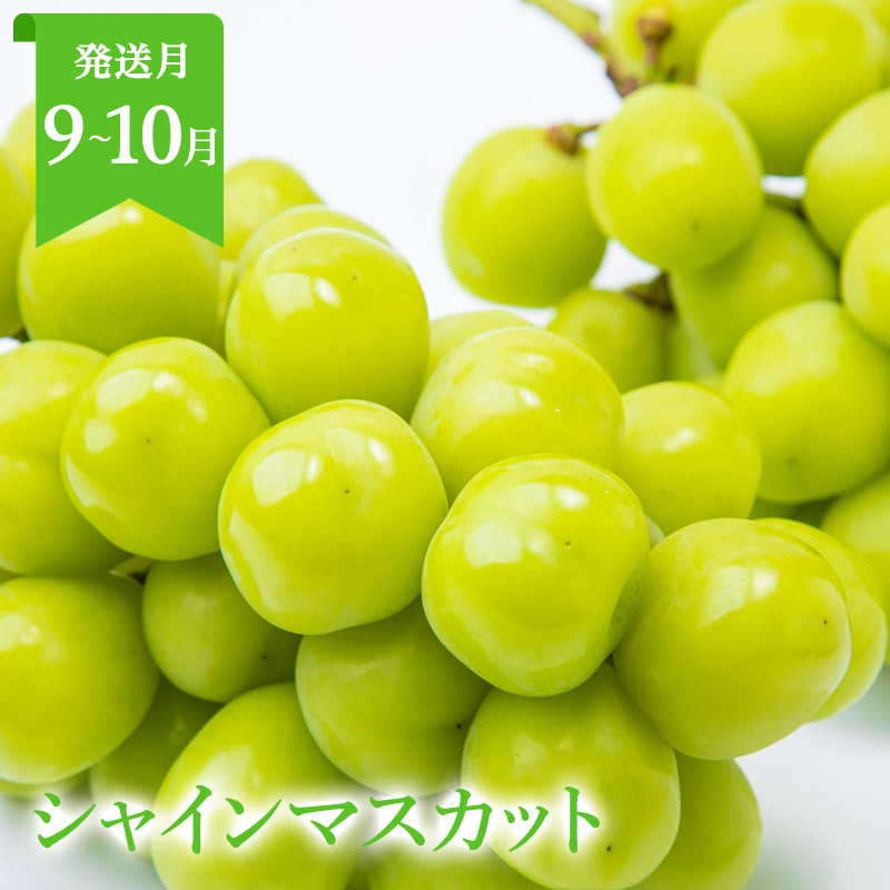 å®æäŸ¿5åã山圢ãŸãããšïŒäººæ°ã®ãã ãã®ãã¹ã5 FZ25-958