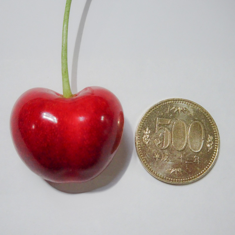 さくらんぼ やまがた紅王 3L 15個入【令和8年産先行予約】 FS24-077