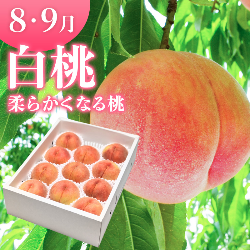 【定期便3回】やまがたフルーツ定期便 さくらんぼ /白桃/ラフランス FY26-075