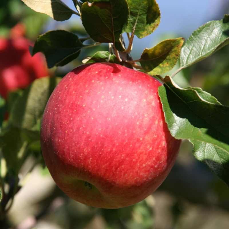 【お試し1kgフルーツ便】★ちょこっと企画★サンふじりんご 秀品 約1kg(2～4玉程度) FY26-055