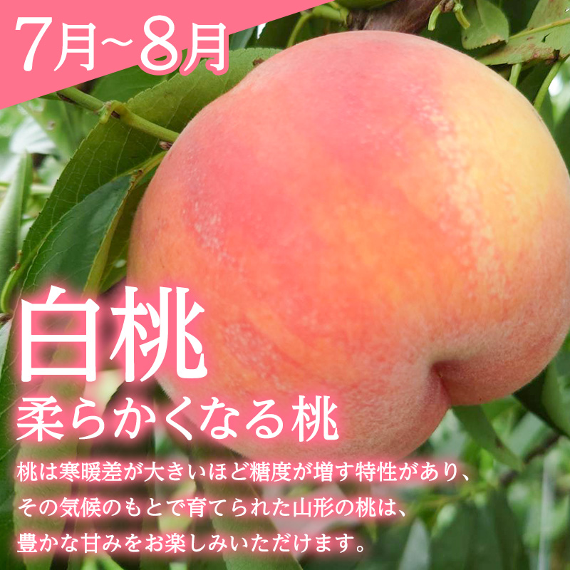 【定期便3回】みのりの山形～満喫定期便～ くだもの 果物 フルーツ 山形 山形県 山形市 FY23-905