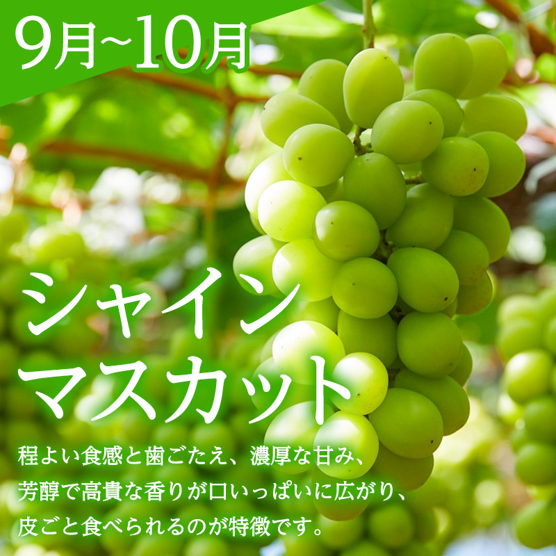 【定期便3回】みのりの山形～満喫定期便～ くだもの 果物 フルーツ 山形 山形県 山形市 FY23-905