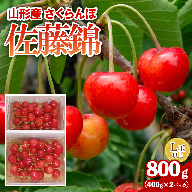 さくらんぼ(佐藤錦) 800g L以上　FY26-076