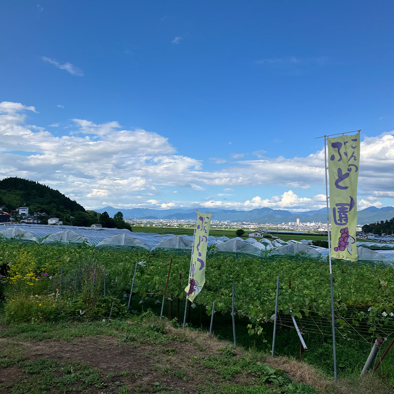 時間無制限！ぶどう狩り体験 (小学生以下2名利用) FY26-093