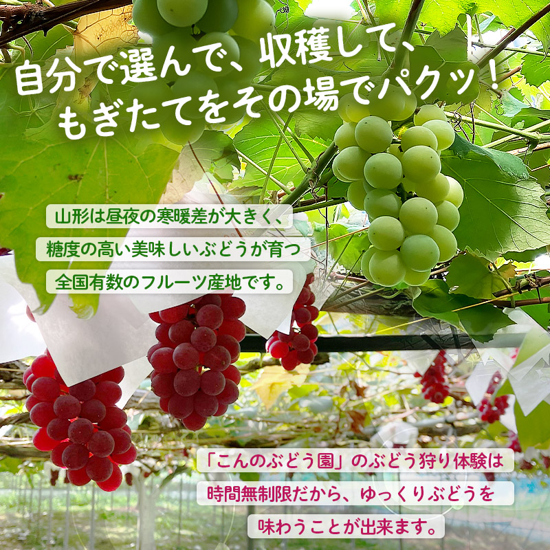 時間無制限！ぶどう狩り体験 (大人1名利用) FY26-094