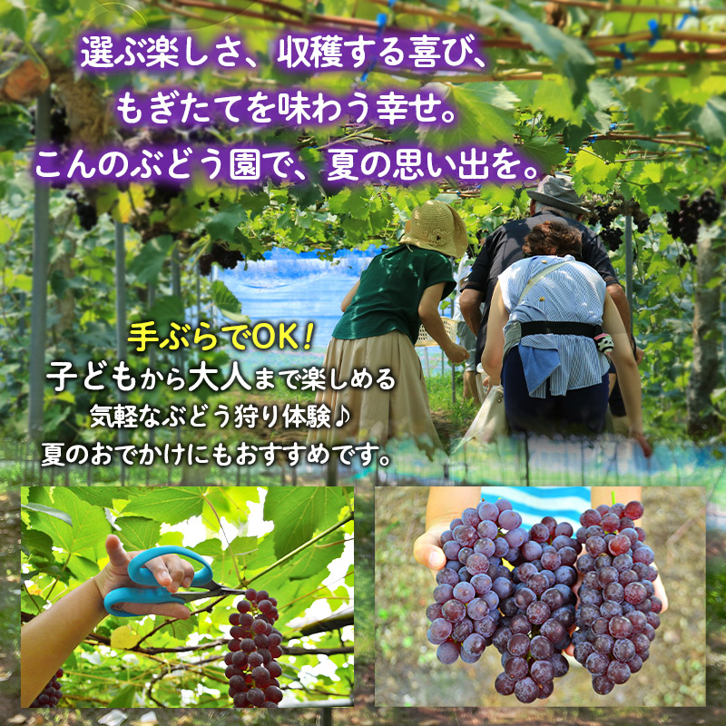 時間無制限！ぶどう狩り体験 (大人1名利用) FY26-094